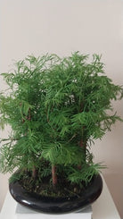 Bonsai Metasequoia 'Dawn Redwood' Thick Multiple Stem - Plant Studio LLC