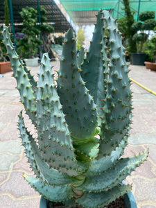 Aloe Longistyla
