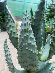 Aloe Longistyla