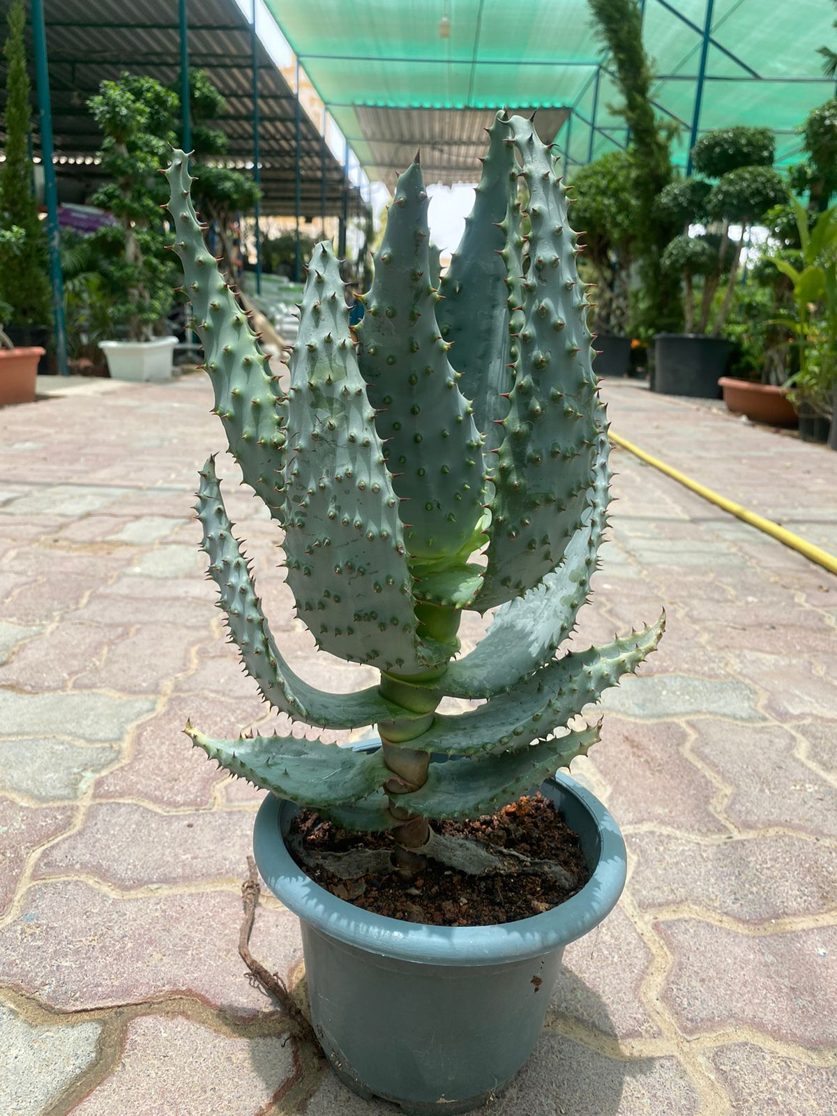 Aloe Longistyla
