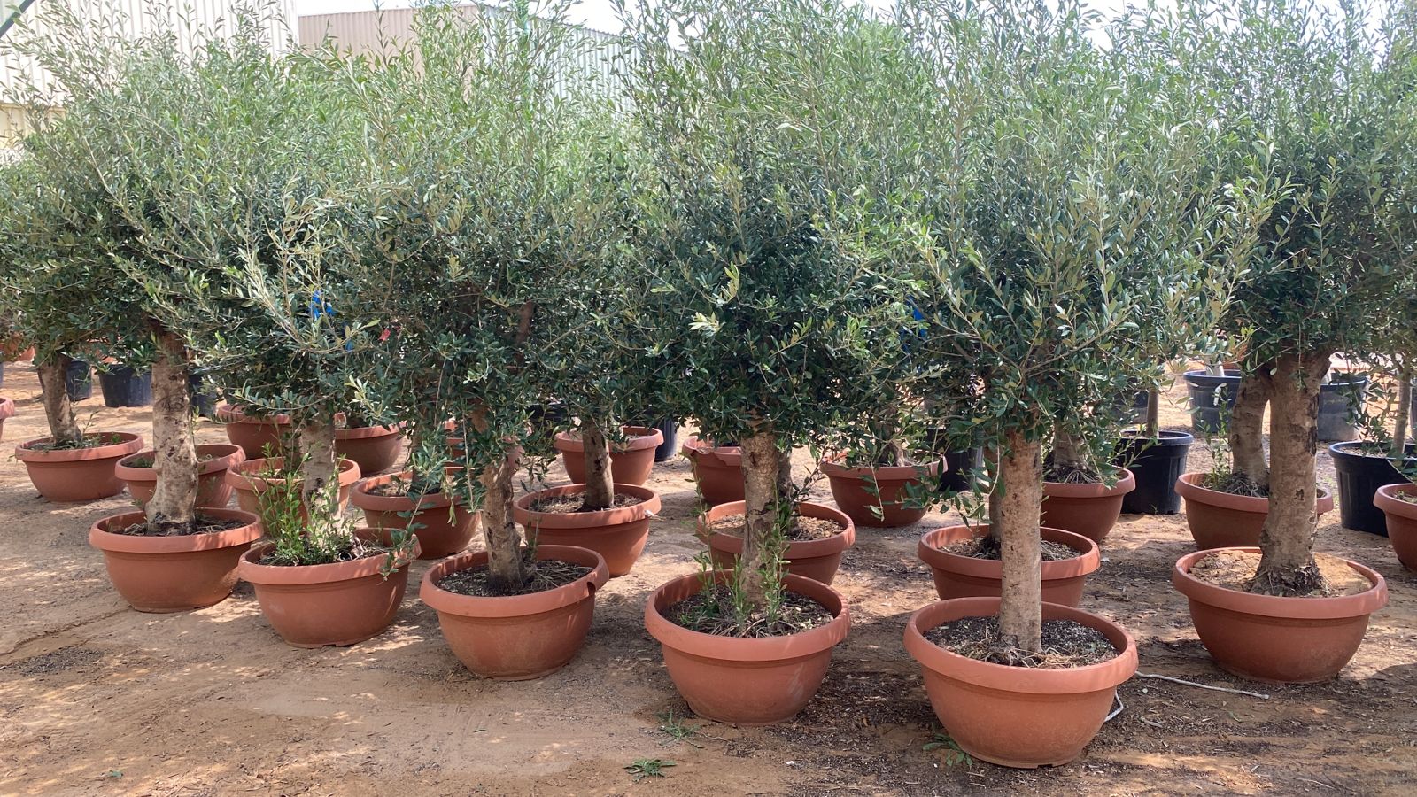 Olive Tree - Thick Trunk 180cm - 2 meters - Plant Studio LLC