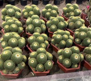 Multihead Cactus Balls (Echinocactus Grusonii) Plant