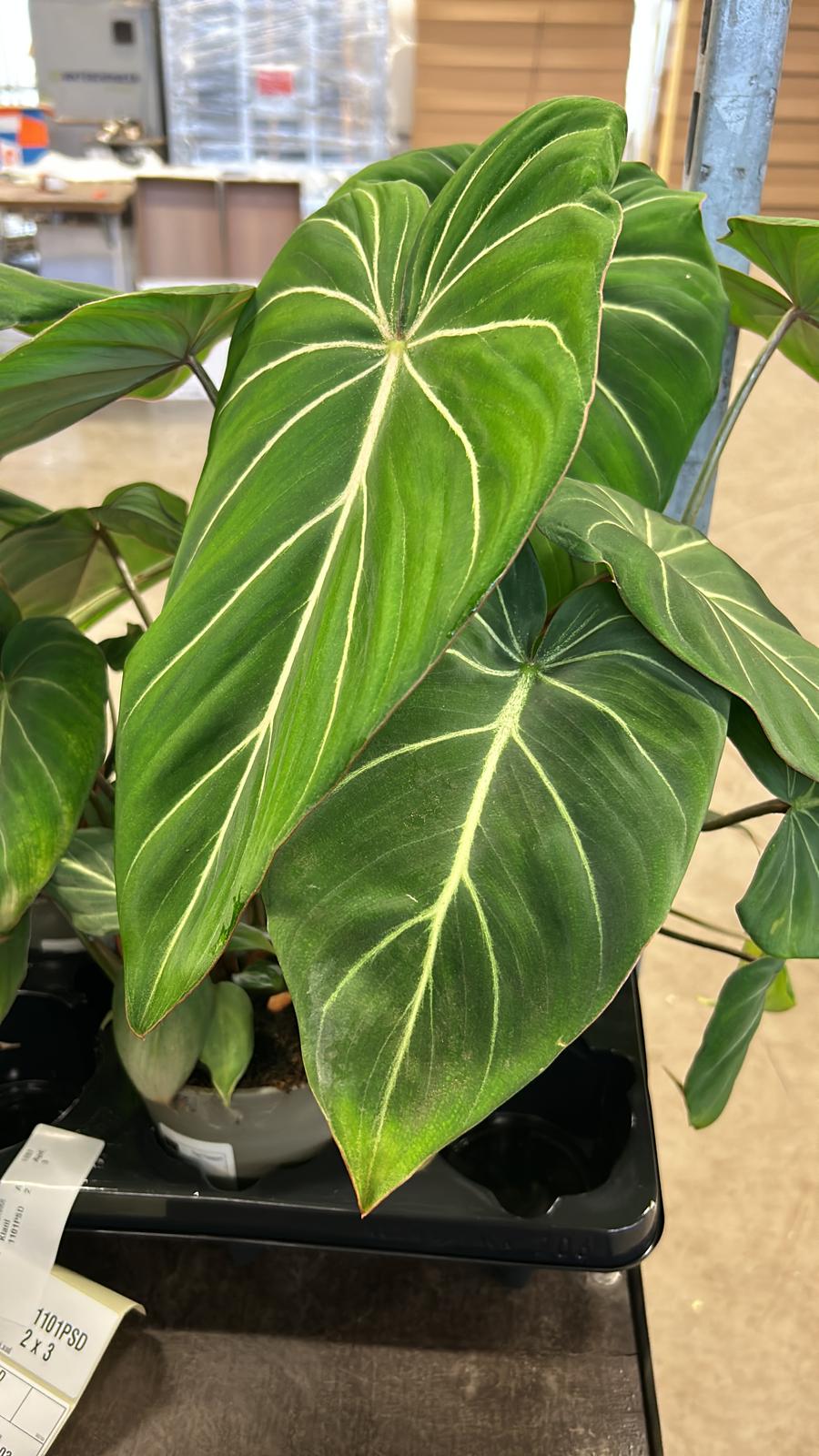Philodendron Gloriosum Dark Form