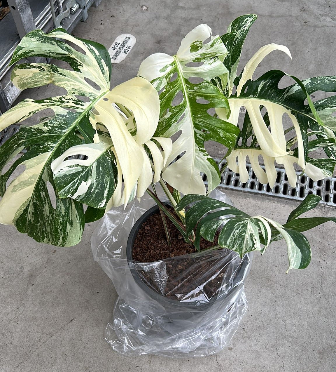 Monstera Albo Variegata Large Form