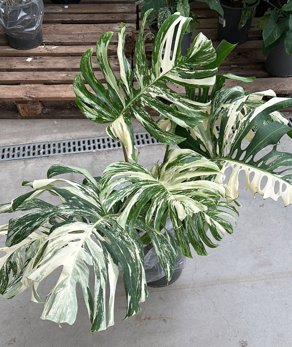 Monstera Albo Variegata Large Form