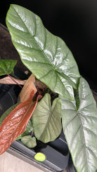 Rare Alocasia Carolina - Plant Studio LLC