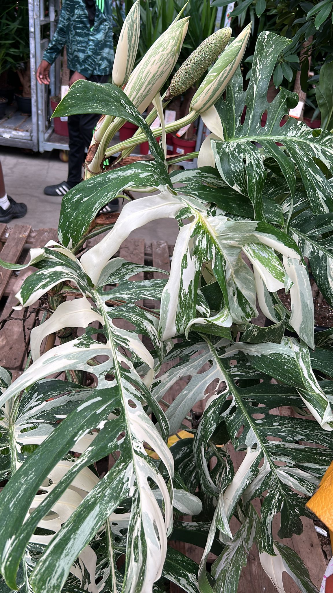Monstera Albo Variegata Large Form