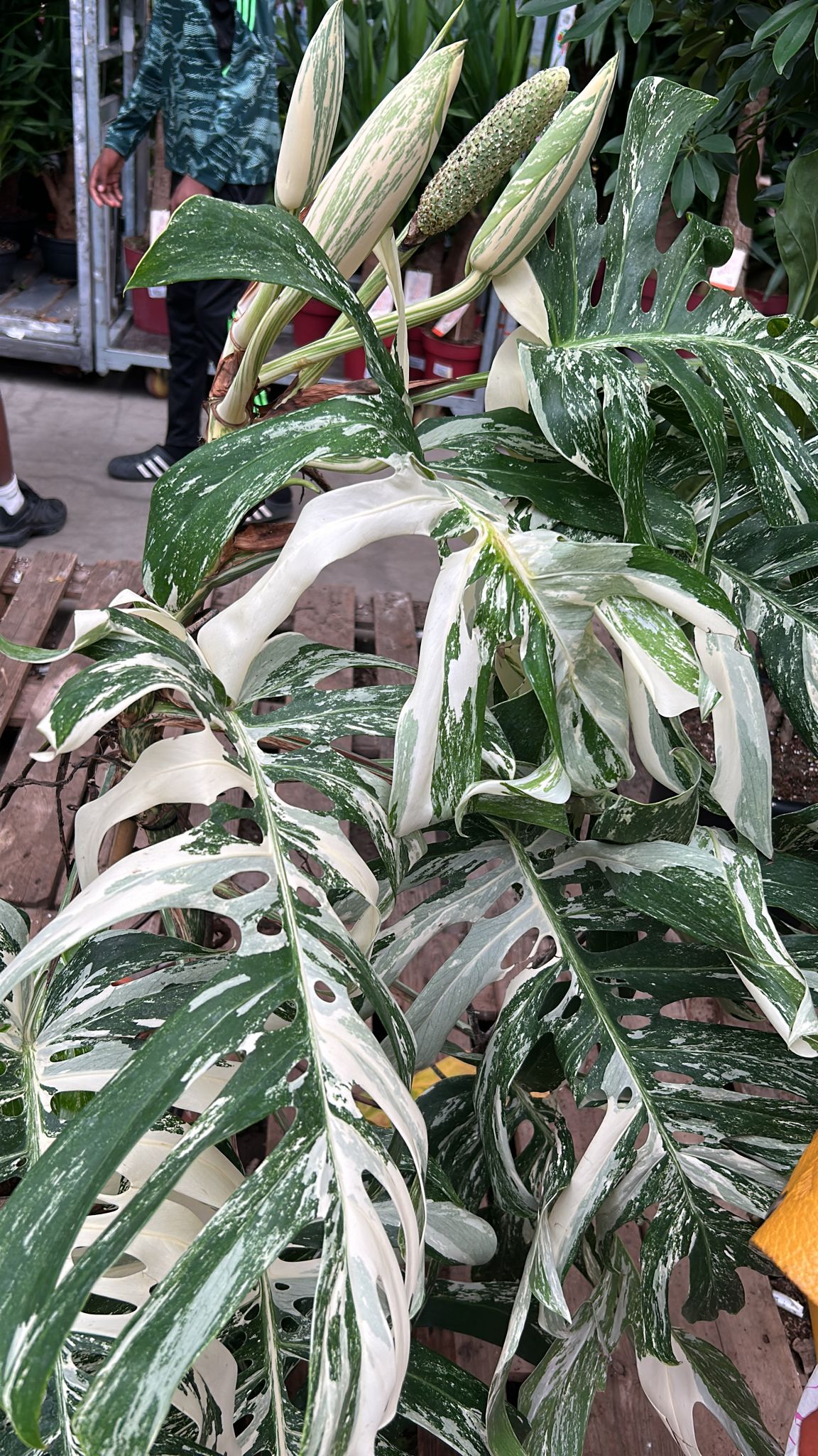 Monstera Albo Variegata Large Form - Plant Studio LLC