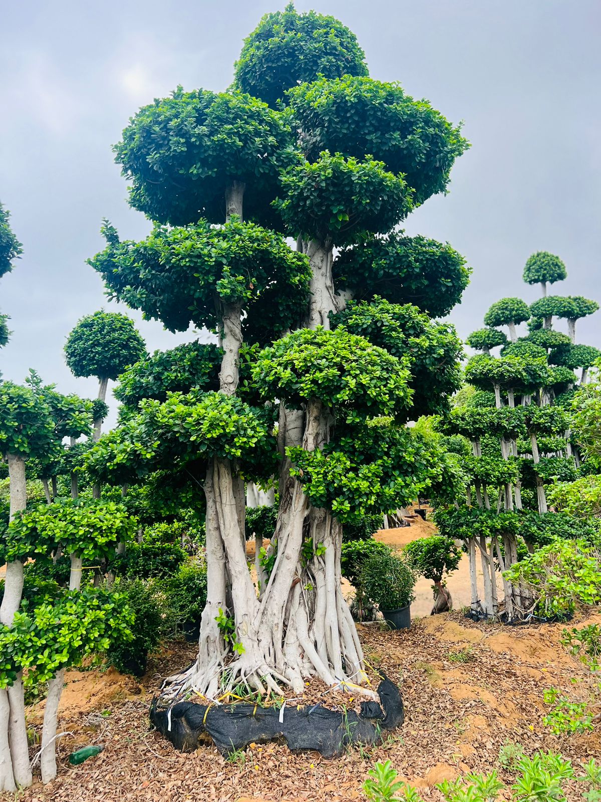 large ficus bonsai tree Macro Ficus Bonsai