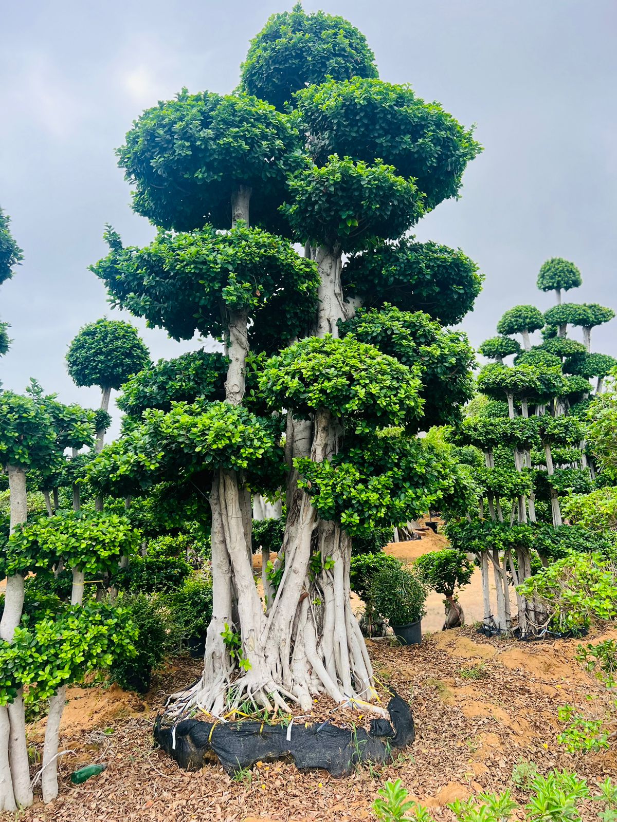 Macro Ficus Bonsai - 4 meters - Plant Studio LLC