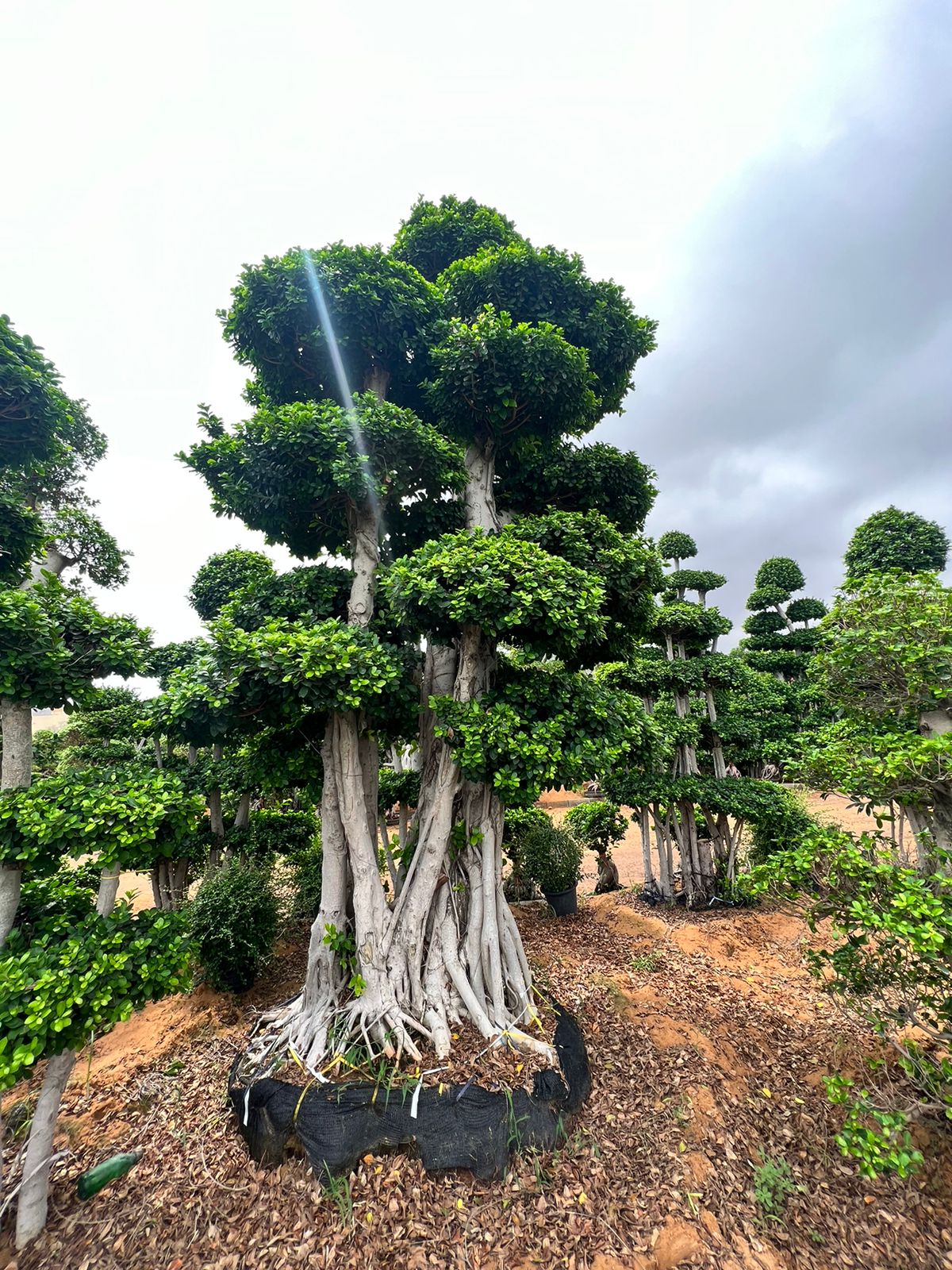 Macro Ficus Bonsai - 4 meters