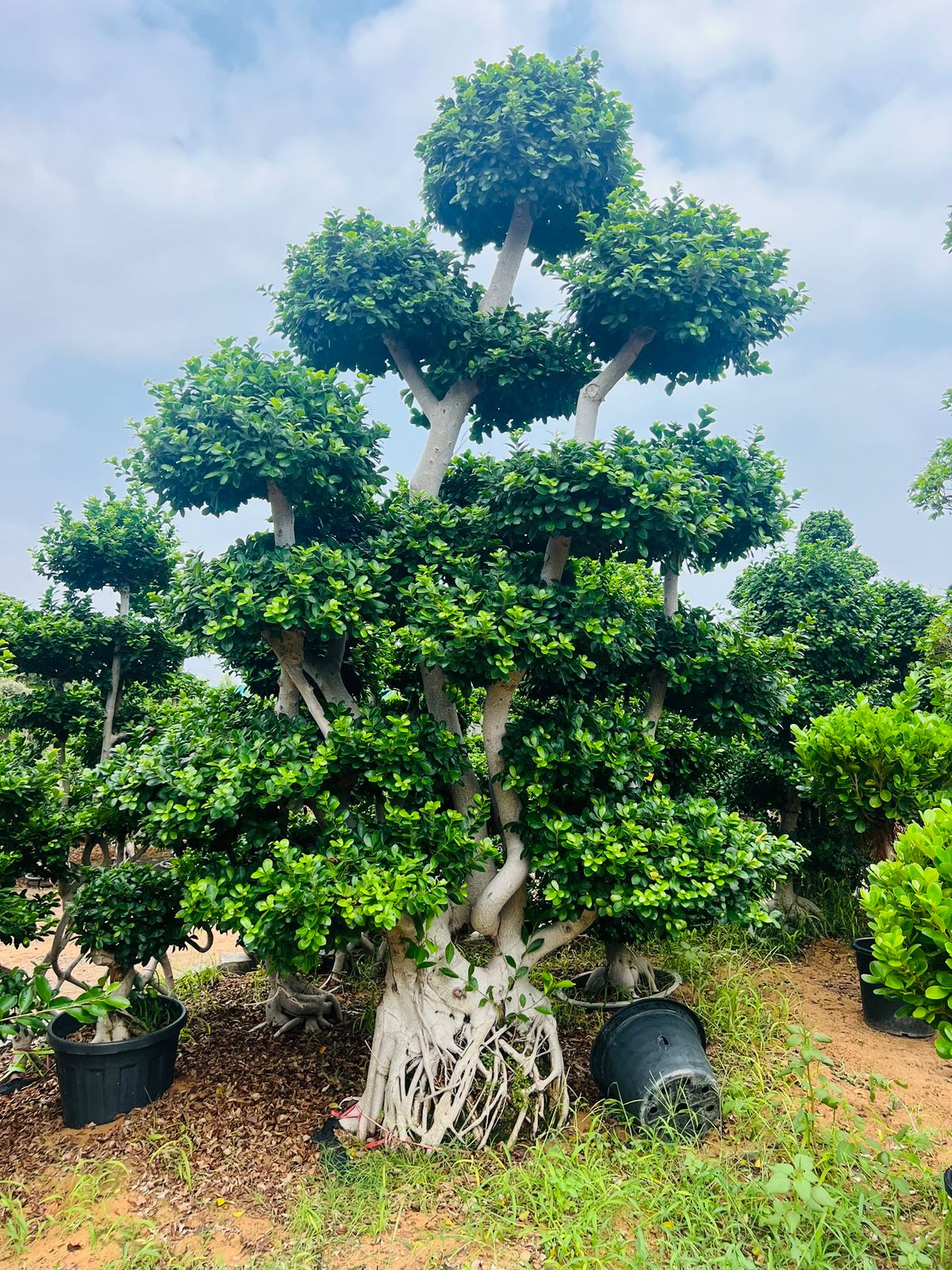 Multiheads Macro Ficus Bonsai 3 - 3.5 meters - Plant Studio LLC