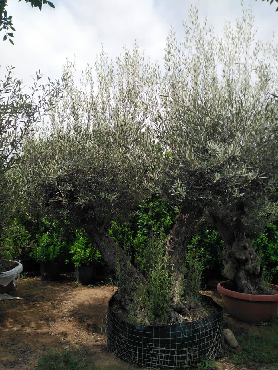 Double Old Trunk Olive Tree - Plant Studio LLC