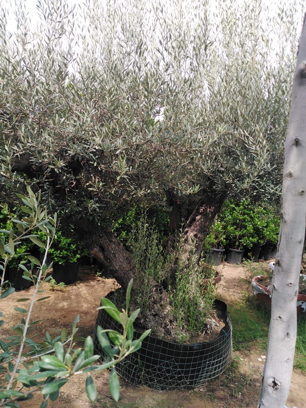 Double Old Trunk Olive Tree - Plant Studio LLC