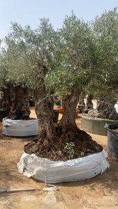 Double Old Trunk Olive Tree