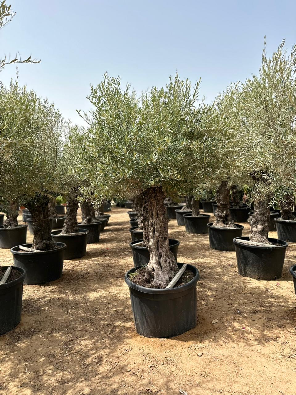 Olea Europaea 'Olive Tree Old Trunk'