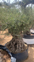 Olea Europaea 'Thick Trunk' Short and Fat - Plant Studio LLC