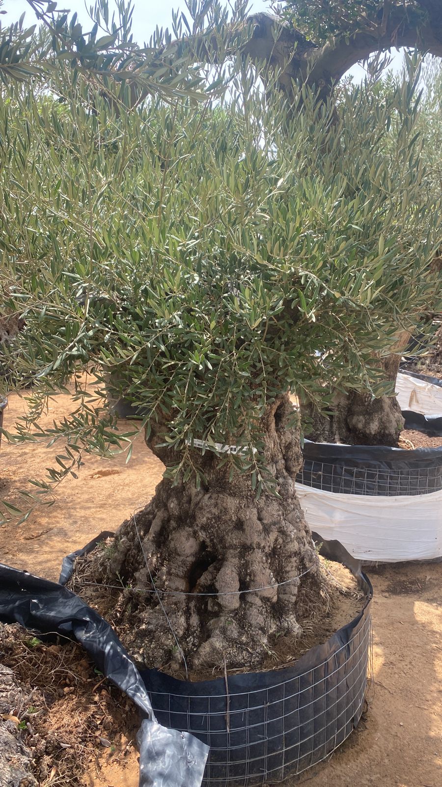 Olea Europaea 'Thick Trunk' Short and Fat - Plant Studio LLC