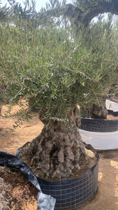 Olea Europaea 'Thick Trunk' Short and Fat