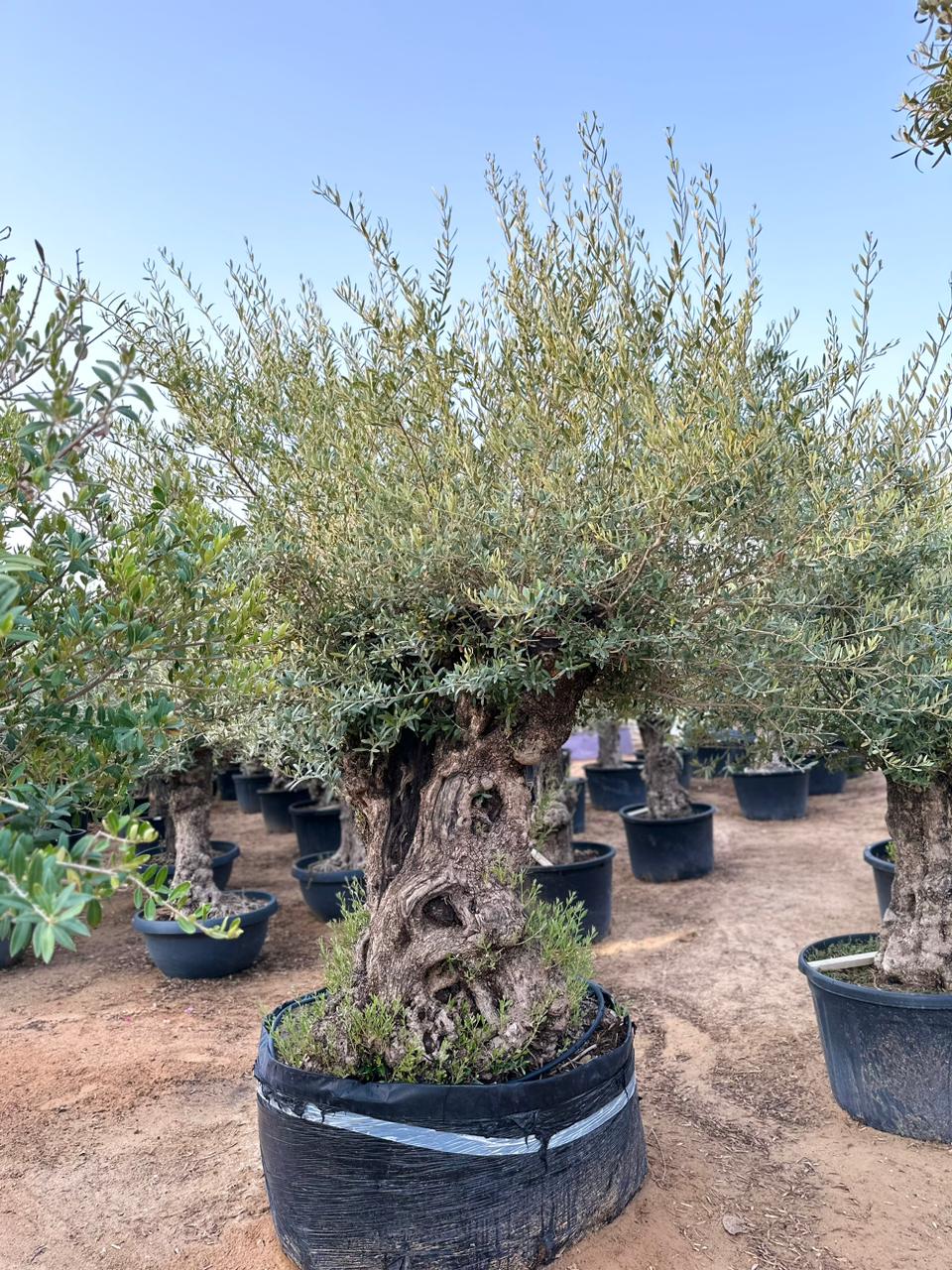 200 Year Old Olive Tree in black basin pot place outside with more olive trees