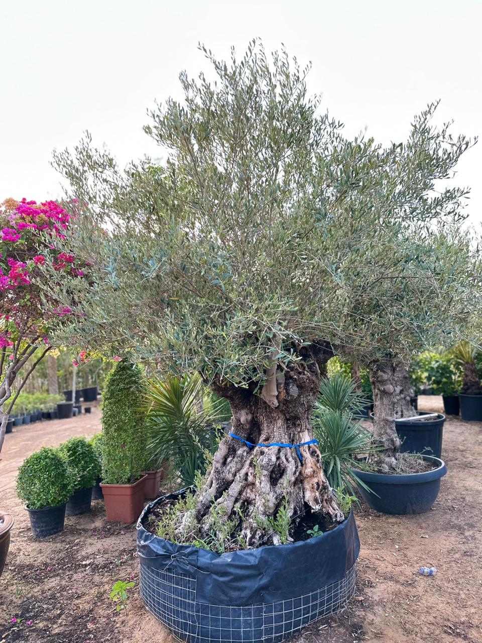 200 Year Old Olive tree with blue ribbon tied in black basin pot placed outside with other plants in pot