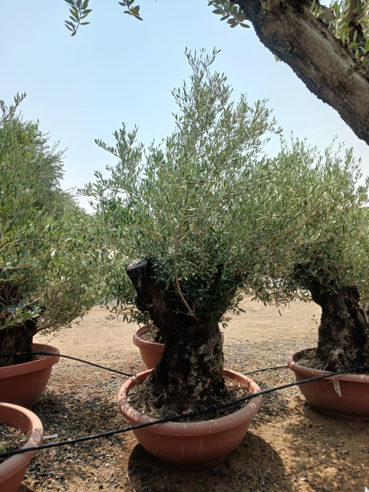 Old Trunk V Olive Tree - Plant Studio LLC