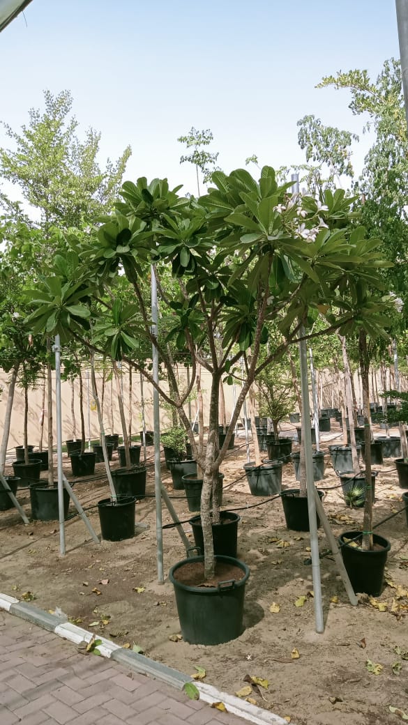 Frangipani 'Plumeria'