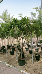 Frangipani 'Plumeria'