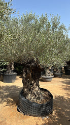 Olea Europaea 'Olive Tree Old Trunk' - Plant Studio LLC