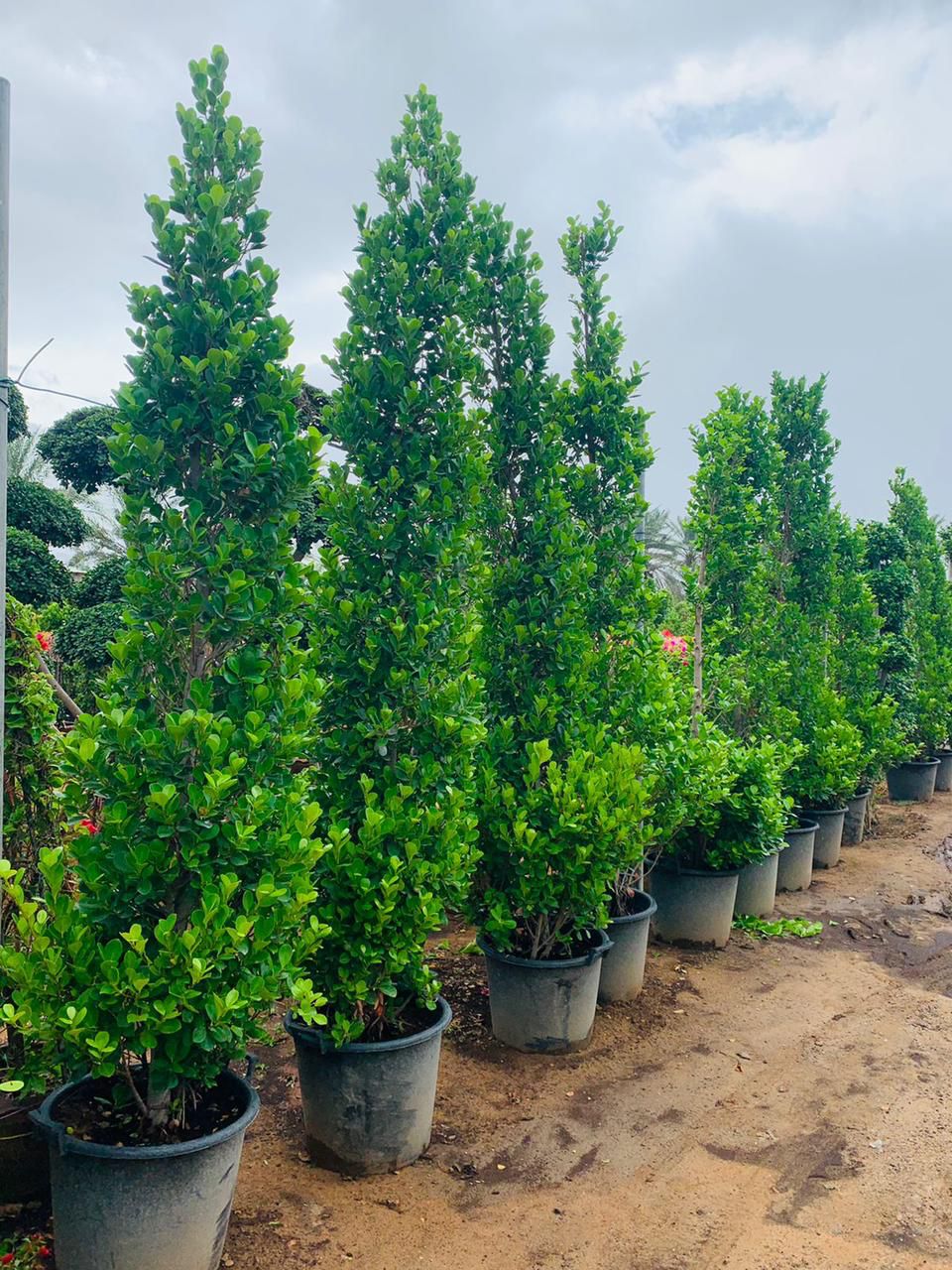 Ficus Panda Cone - Plant Studio LLC
