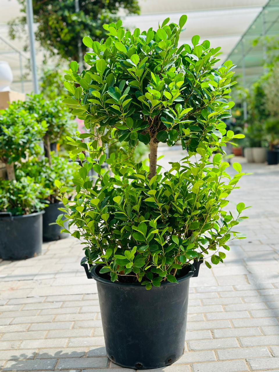 Double Head Ficus Panda