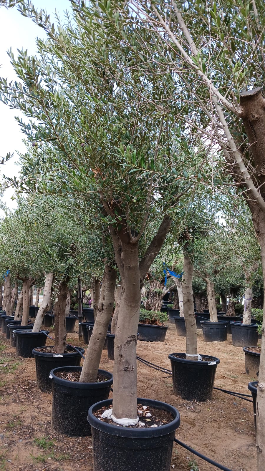 Olive Tree Thick Trunch Branched 2.2-2.5 meters - Plant Studio LLC