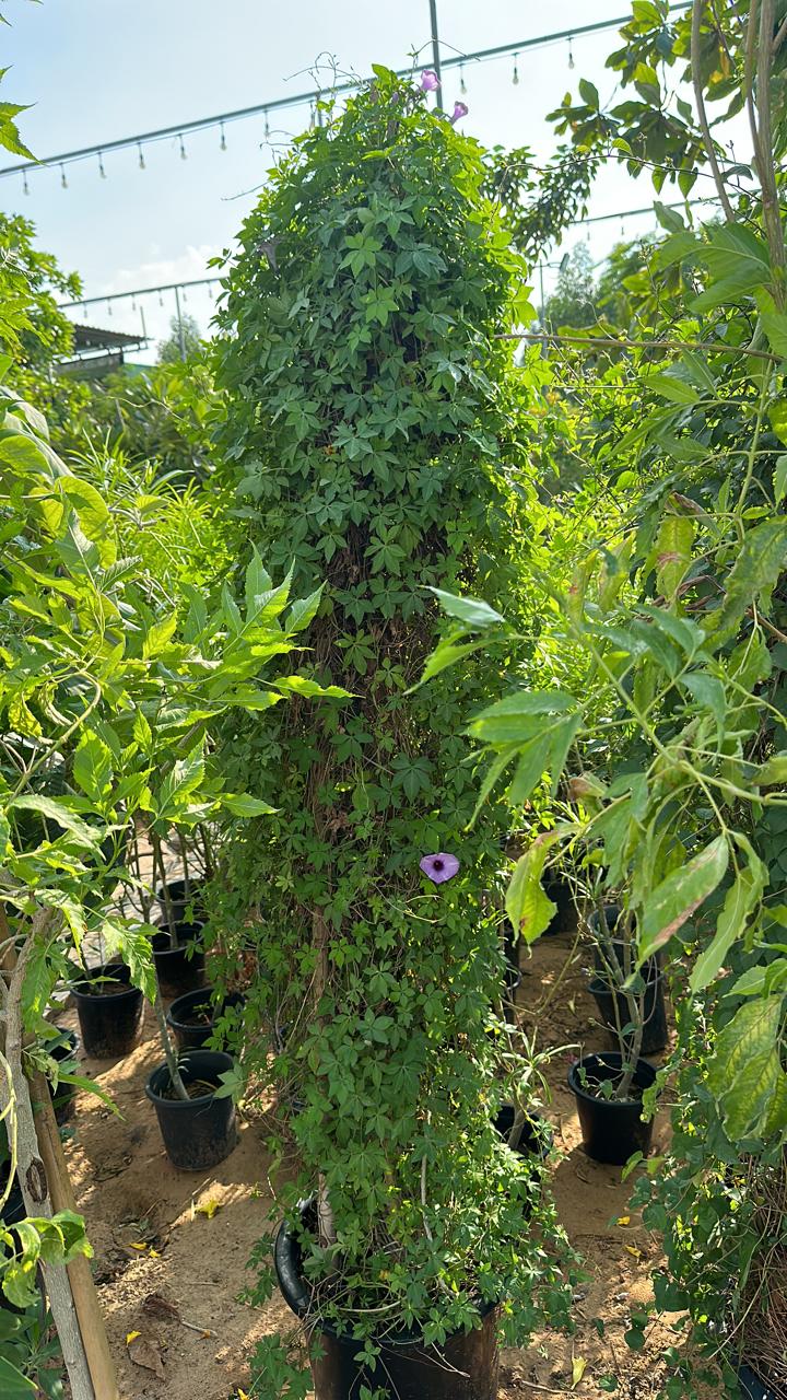 Ipomoea Cairica 4 Sticks
