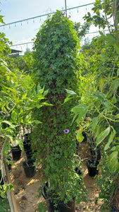 Ipomoea Cairica 4 Sticks