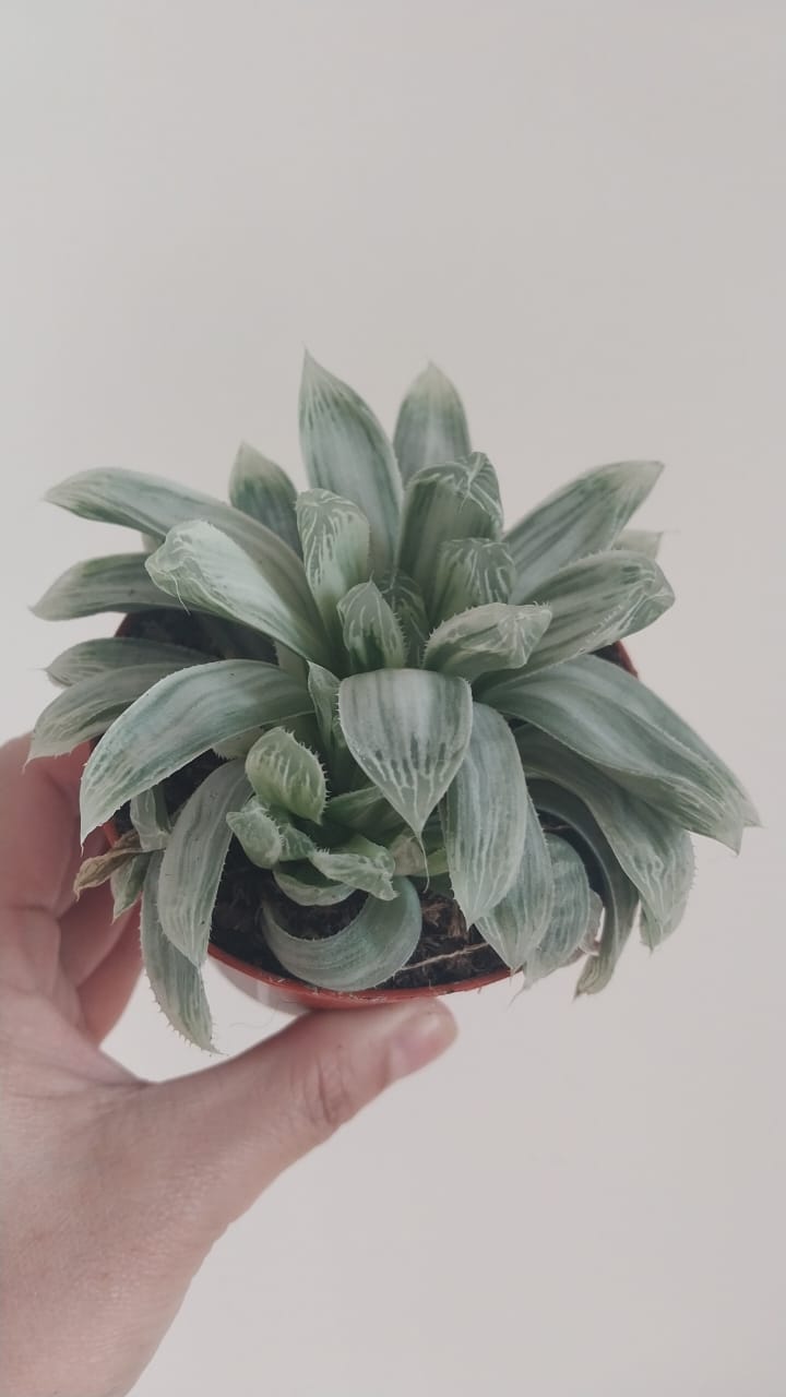 Haworthia Cooperi Variegata - Plant Studio LLC