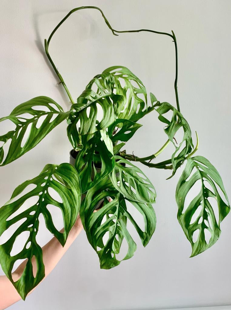 Monstera Esqueleto - Plant Studio LLC