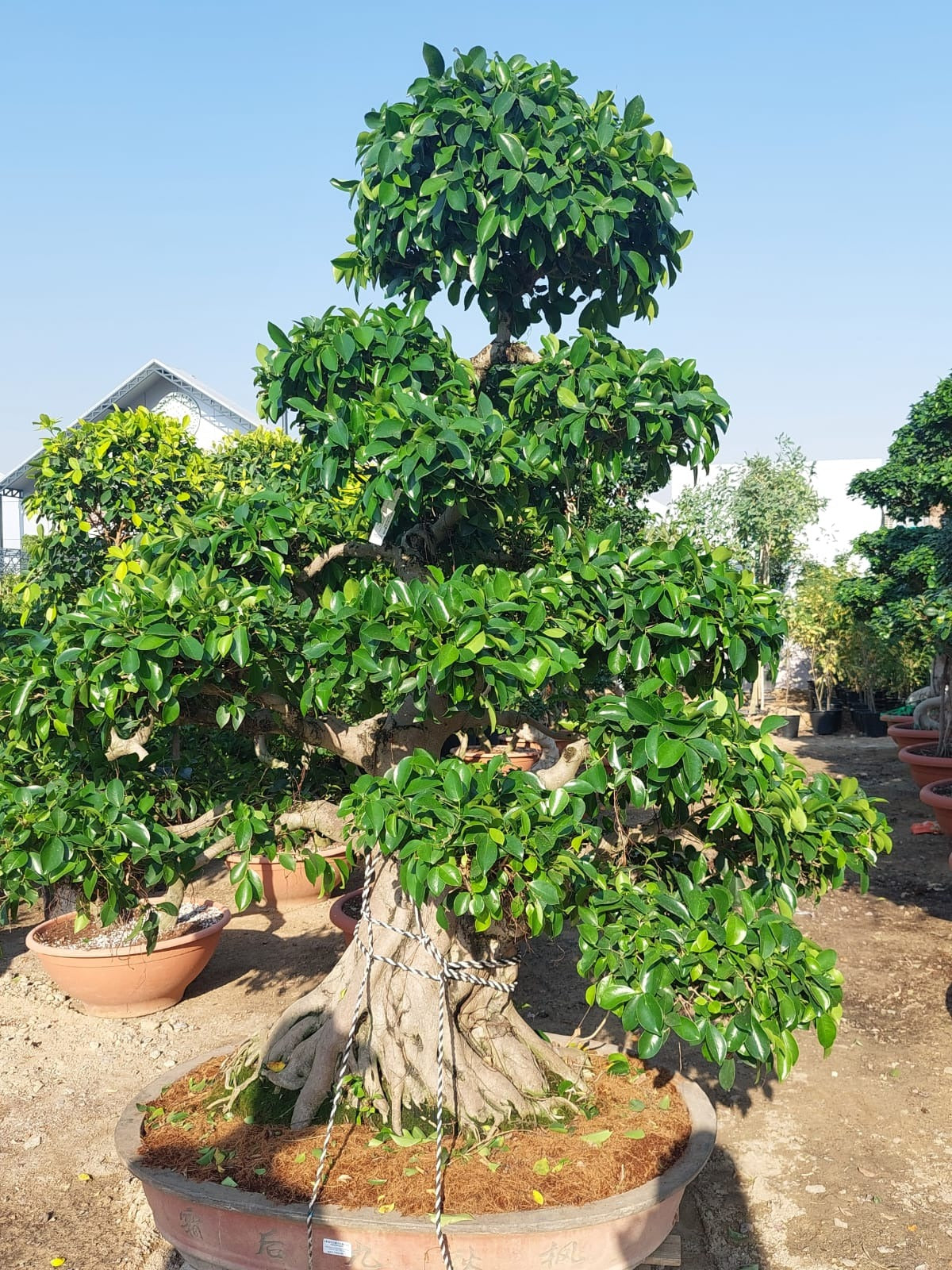 Ficus Bonsai Multiheads 2 meters - Plant Studio LLC