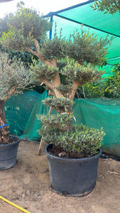 Olive Bonsai Tree - Multiheads 2 meters