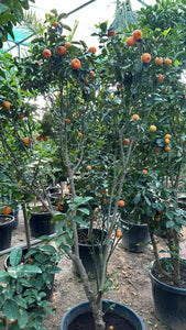 Citrus Mandarin Tree