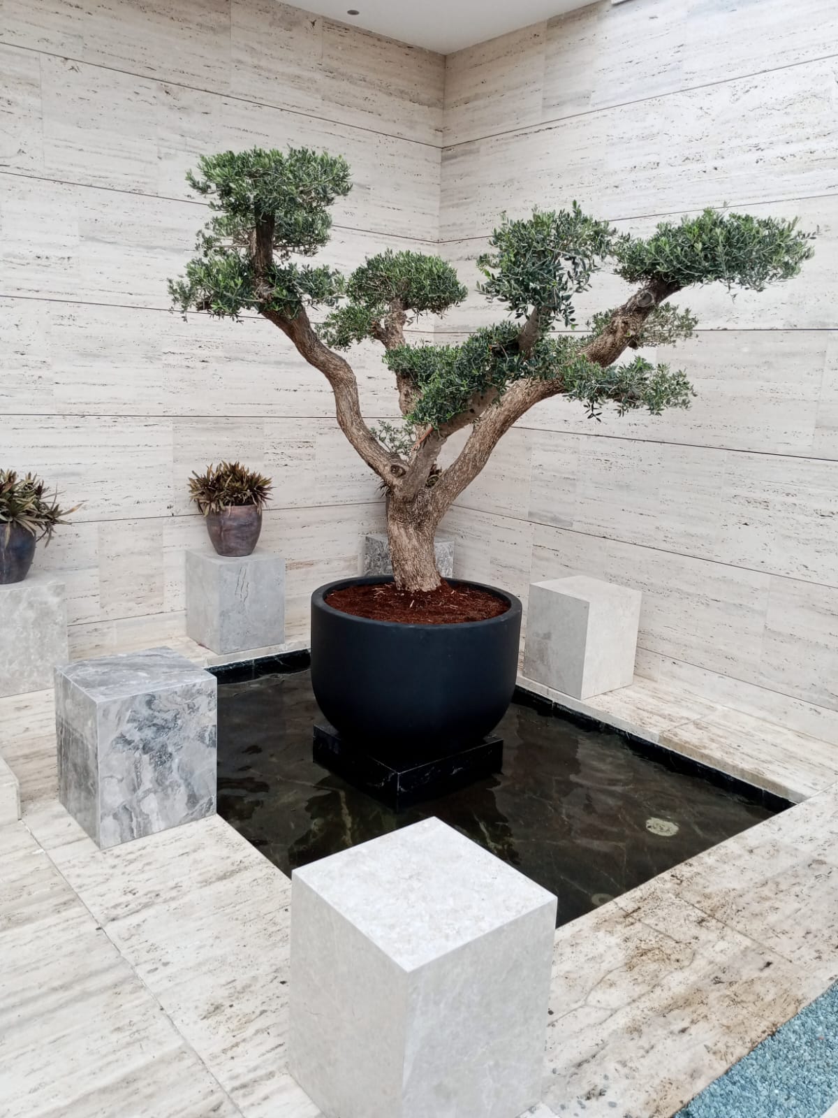 olive tree bonsai indoor Multihead Olive Bonsai