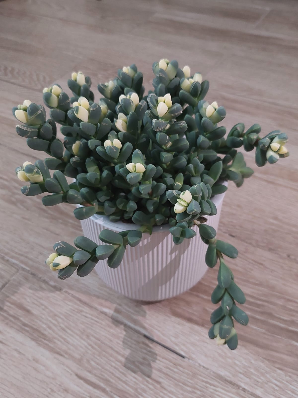Ice plant succulent deals