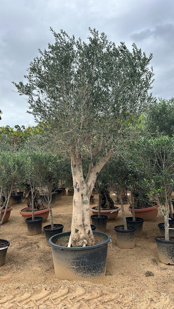 Olive Tree 3 meters - Plant Studio LLC