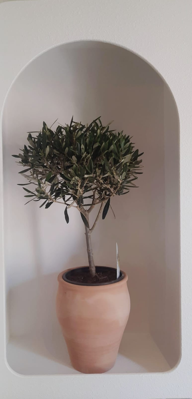 Spanish Olive Tree Dwarf - Plant Studio LLC