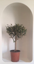 Spanish Olive Tree Dwarf - Plant Studio LLC