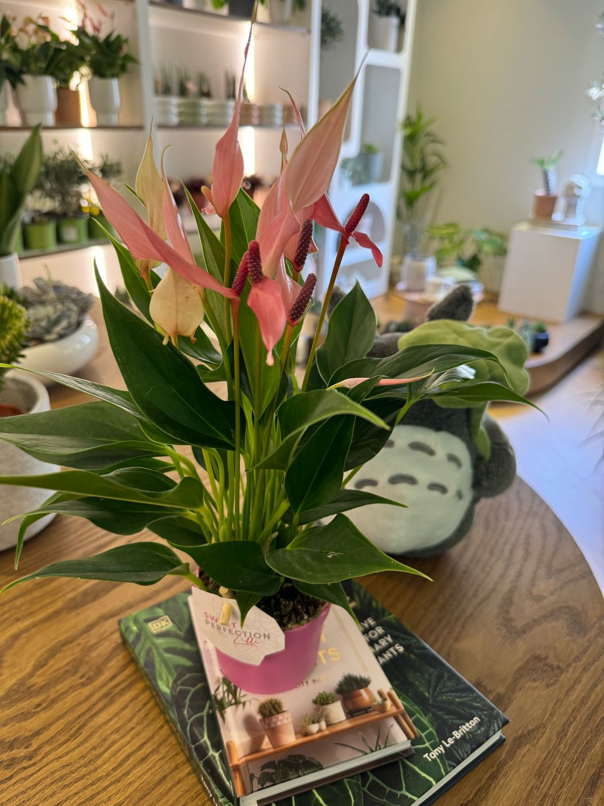 Anthurium Lilly - Plant Studio LLC