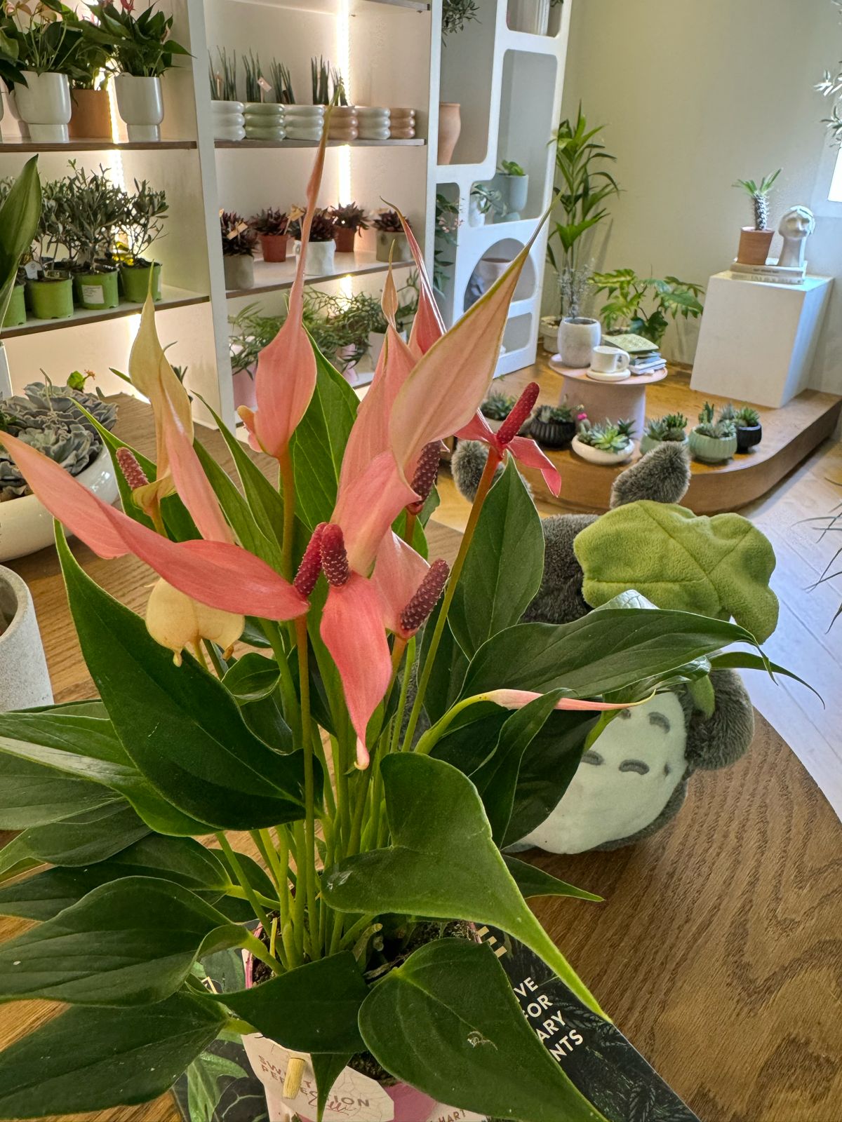 Anthurium Lilly - Plant Studio LLC