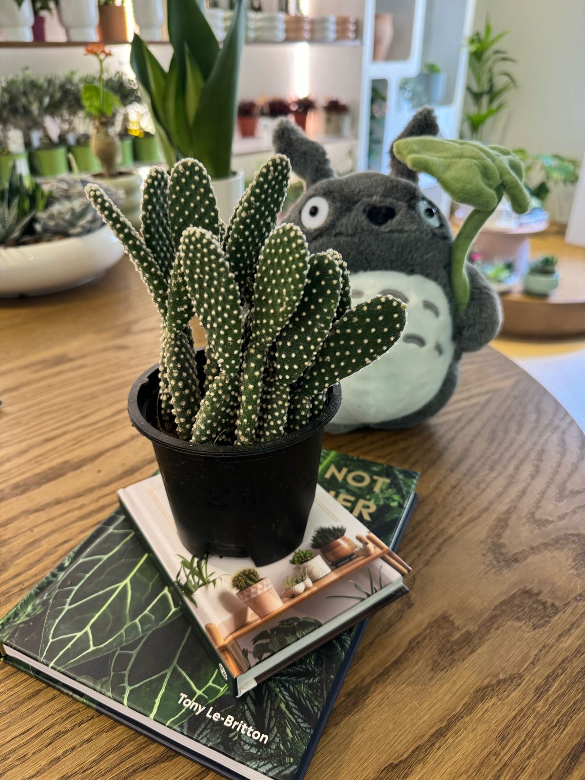 Opuntia Microdasys 'Bunny Cactus and Friends' - Plant Studio LLC