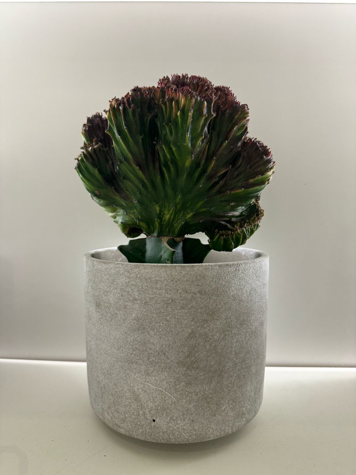 Euphorbia Lactea Maharaja - Plant Studio LLC