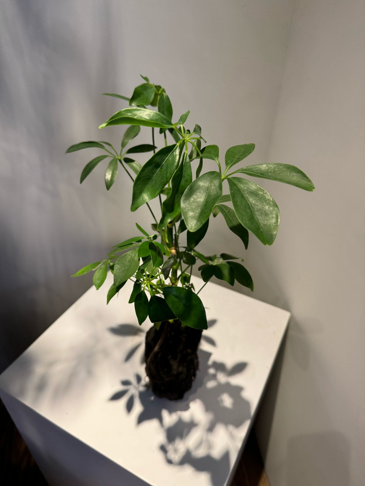 Lova Schefflera in Lava Rock - Plant Studio LLC