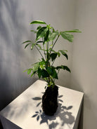 Lova Schefflera in Lava Rock - Plant Studio LLC